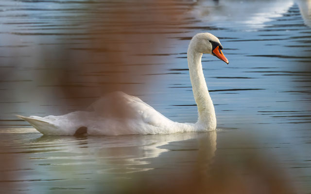 Höckerschwan - Mute Swan - #2936