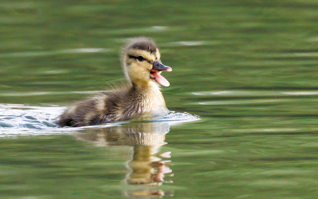 Stockentenküken - Mallard Duckling - #6804
