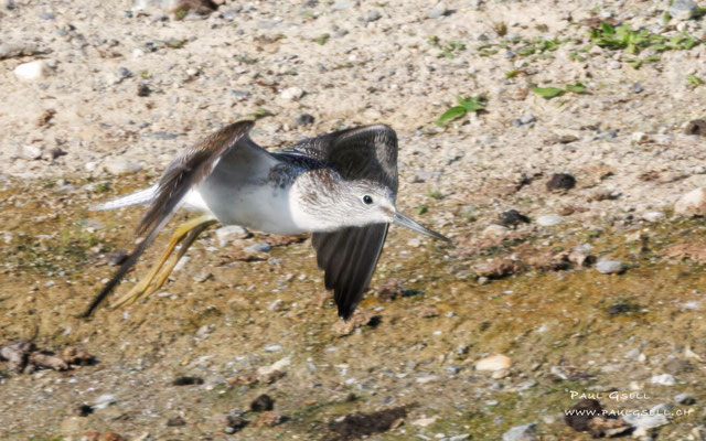 Grünschenkel - Greenshank - #9670