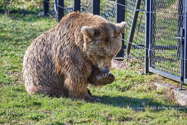 Syrischer Braunbär im Tierpark Goldau / SZ - #5856