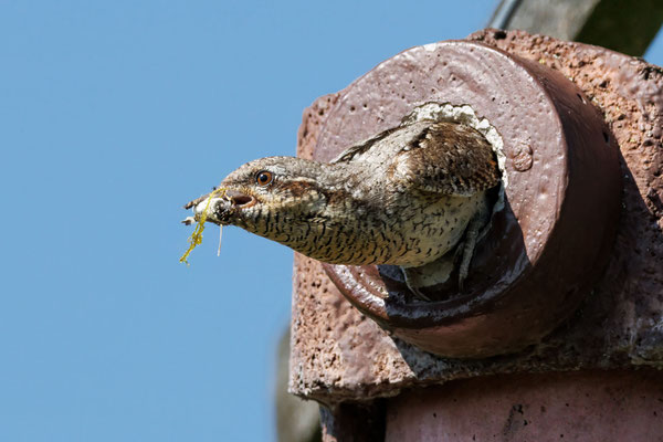 Wendehals - Wryneck - #9006