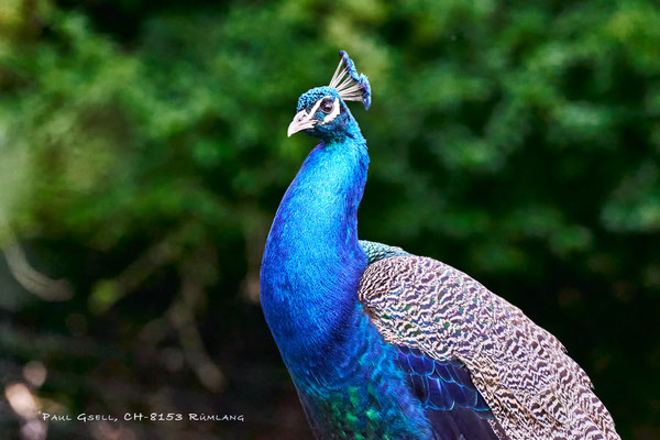Blauer Pfau (Pavo cristatus) im Zoo Zürich - #0842
