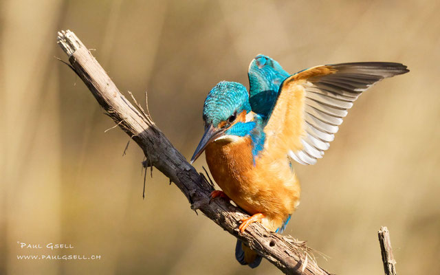 Eisvogel - Kingfisher - #4786