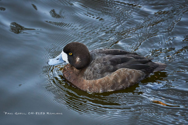 Bergente Weibchen - Aythya maril - Natur- und Tierpark Goldau - #5916