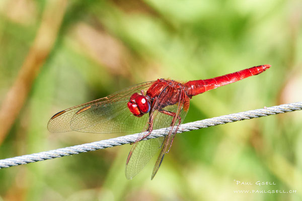 Feuerlibelle - Broad Scarlet - #0524