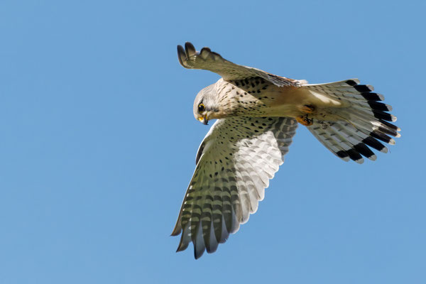 Turmfalke - Kestrel - #3104