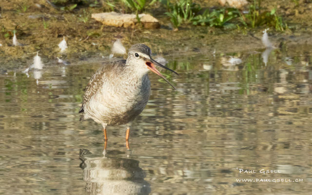 Dunkler Wasserläufer - Spotted Redshank - #6944