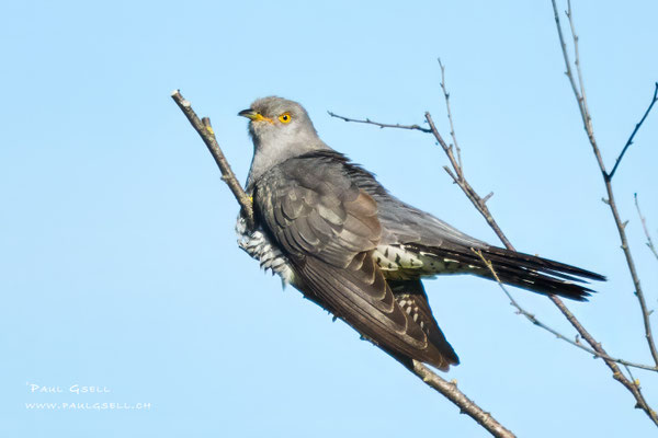 Kuckuck - Cuckoo - #1766