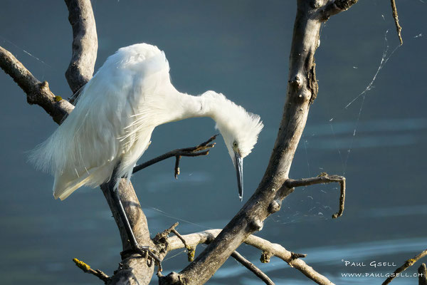Seidenreiher - Little Egret  #6768