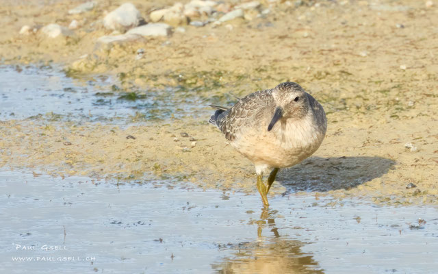 Knutt - Red Knot - #3731