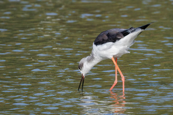 Stelzenläufer - Black-winged Stilt - #0780