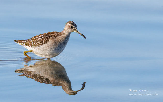 Bruchwasserläufer - Wood Sandpiper - #0504