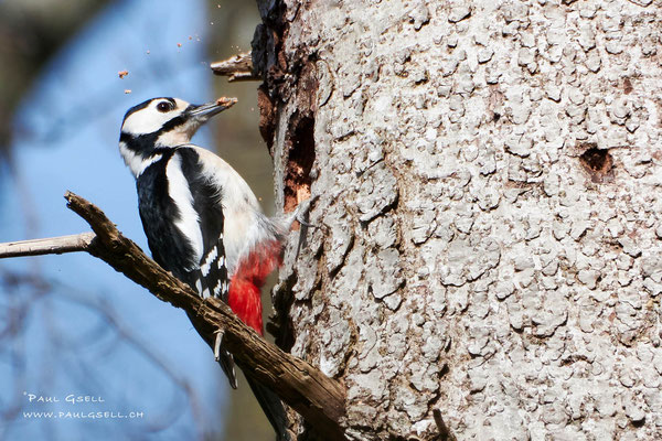 Buntspecht - Great Spotted Woodpecker - #3883