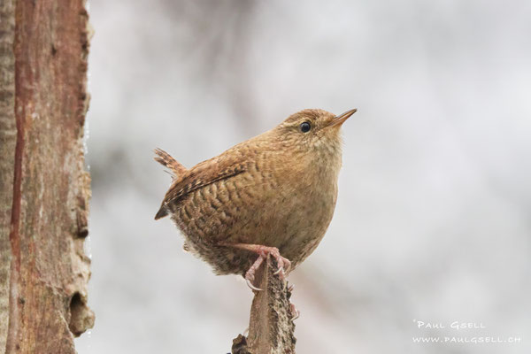 Zaunkönig - Eurasian Wren - #0336