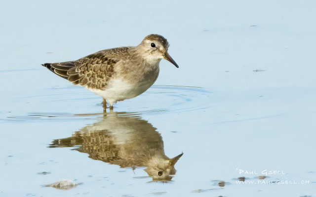 Temminckstrandläufer - Temminck's Stint - #0214