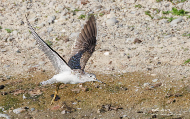 Grünschenkel - Greenshank - #9669