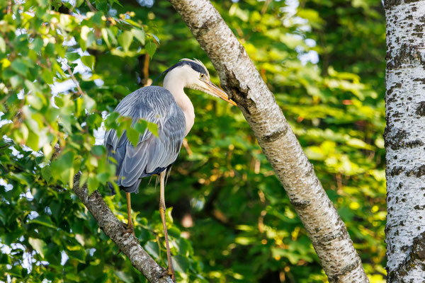 Graureiher - Grey Heron - #4129