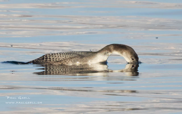 Eistaucher - Great Northern Loon - #9732