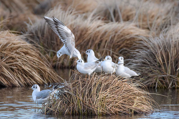 Lachmöwen - Black-headed Gulls - #2294
