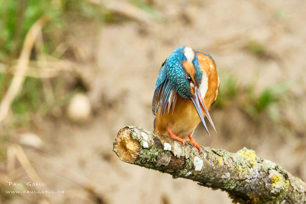 Eisvogel Weibchen - Kingfisher Female - #7561