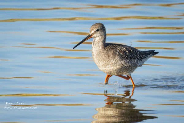 Dunkler Wasserläufer - Spotted Redshank - #0499