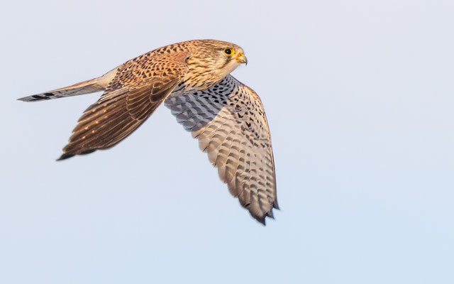 Turmfalke - Kestrel - #7705