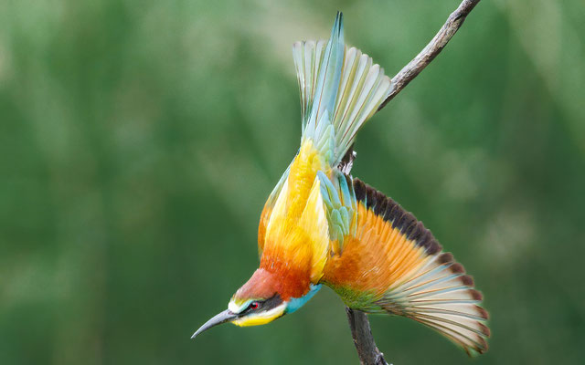 Bienenfresser - Bee-eater - #7943