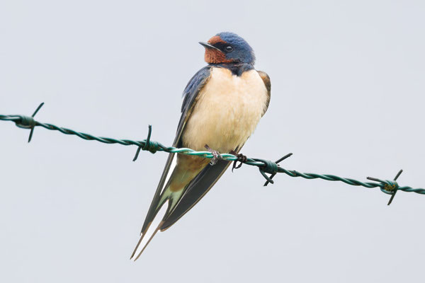 Rauchschwalbe - Swallow - #3540