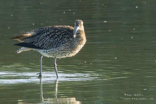 Grosser Brachvogel - Eurasian Curlew - #4797