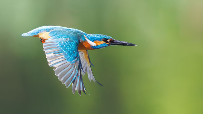 Eisvogel - Kingfisher - #2467