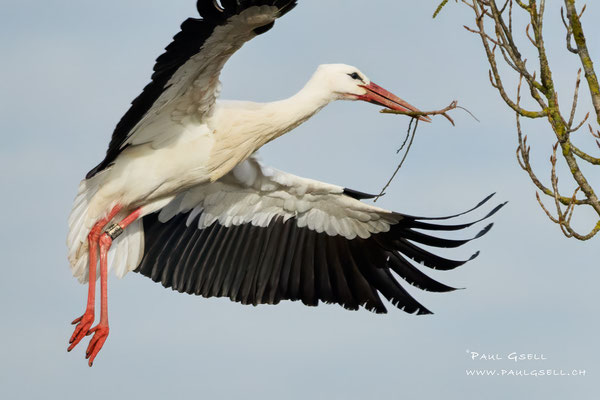 Weißstorch - White Stork - #7963