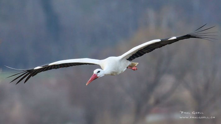 Weißstorch - White Stork - #6903