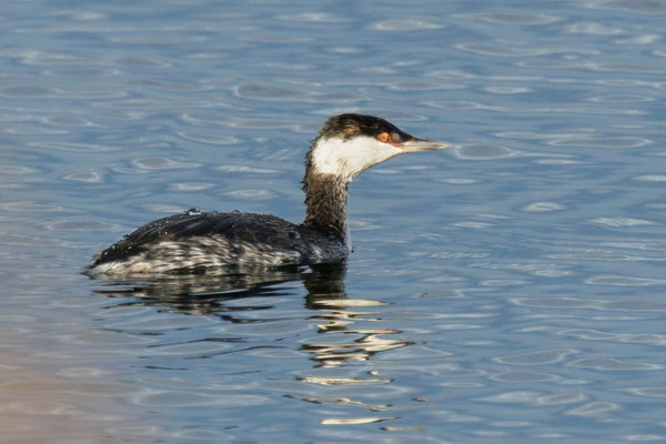 Ohrentaucher - Horned (Slovanian) Grebe - #6241