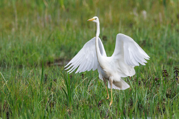 Silberreiher - Great White Egret - #0117