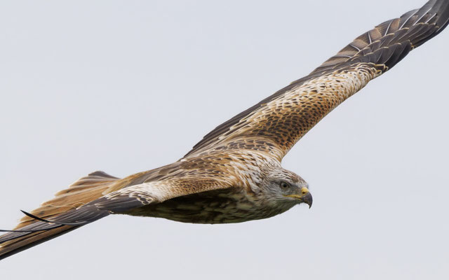 Rotmilan - Red Kite - #9852