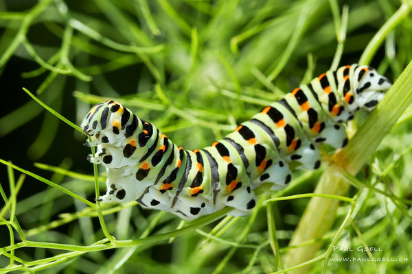 Schwalbenschwanz Raupe - Swallowtail Caterpillar - #2689