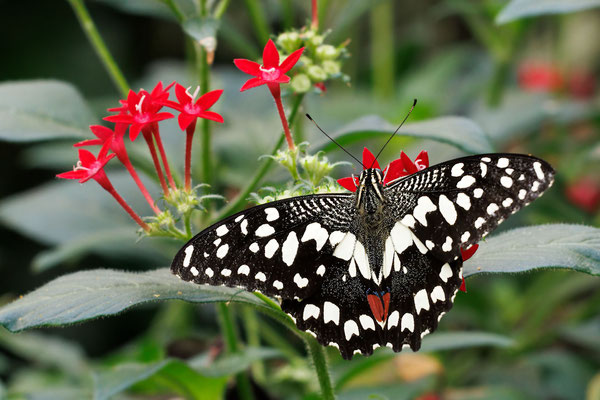 Karierter Schwalbenschwanz - Papilio demoleus - #9759