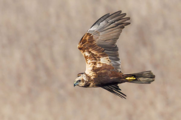 Rohrweihe Weibchen - Marsh Harrier Female - #0394