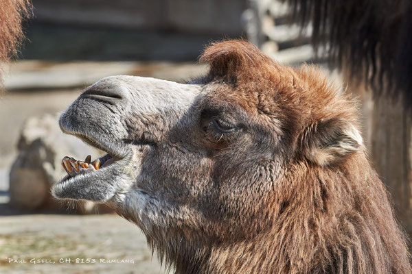 Kamel - Camel - im Zoo Zürich - #8824
