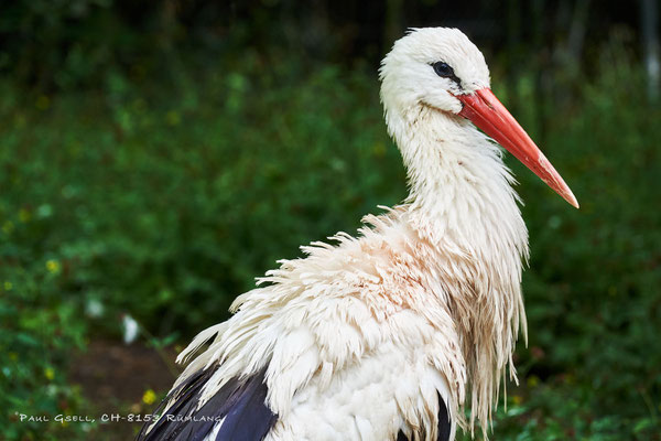 Frei lebender Weissstorch im Zoo Zürich - Ciconia ciconia - #0660