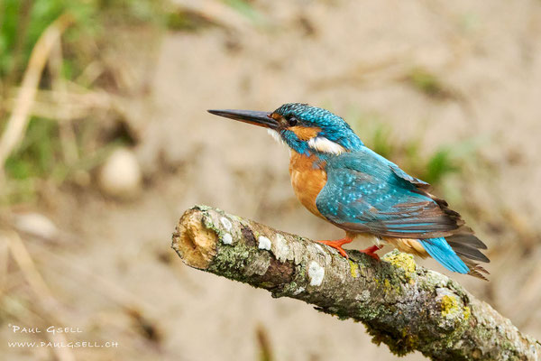 Eisvogel Weibchen - Kingfisher Female - #7524