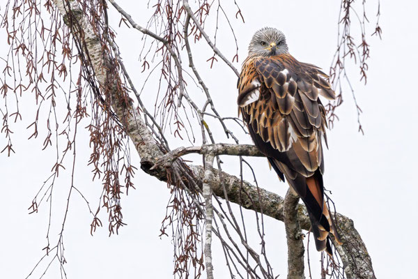 Rotmilan - Red Kite - #4545