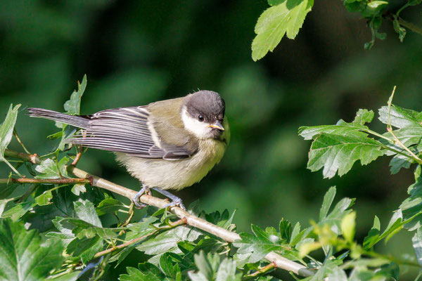Kohlmeise - Great Tit - #7434