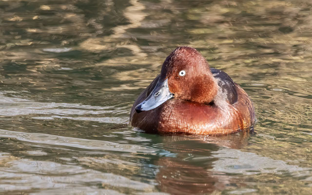 Moorente Männchen - Ferruginous Duck Male - #3380