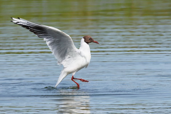 Lachmöwe - Black-headed Gull - #5319