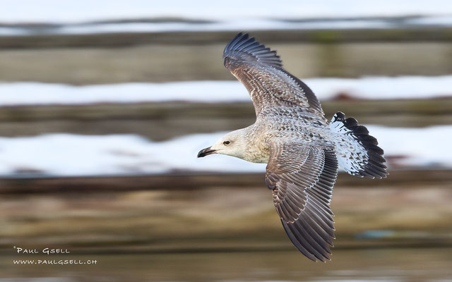 Junge Mittelmeermöwe - Young Yellow-legged Gull - #2832