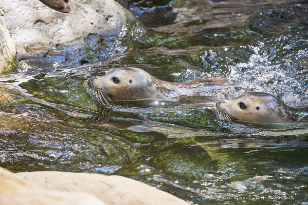 Seehunde im Zoo Zürich, Jungtiere - #1289