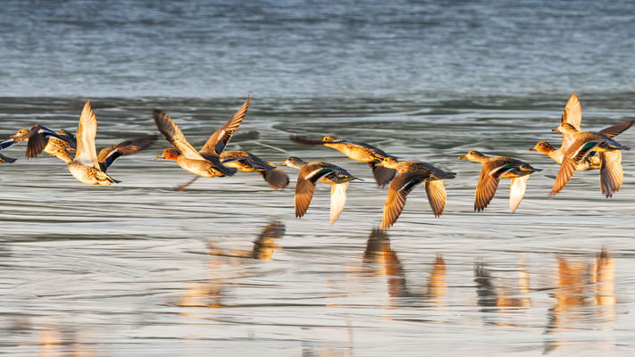 Krickenten im Abendlicht - Teals in the evening light - #0960