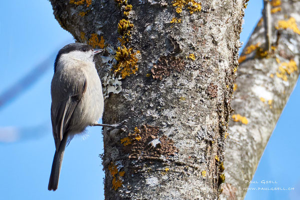 Sumpfmeise - Marsh Tit - #4044