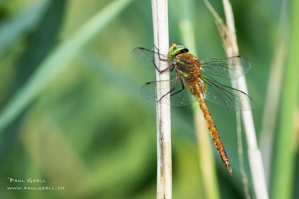 Keilfleck-Mosaikjungfer - Green-eyed Hawker - #5451